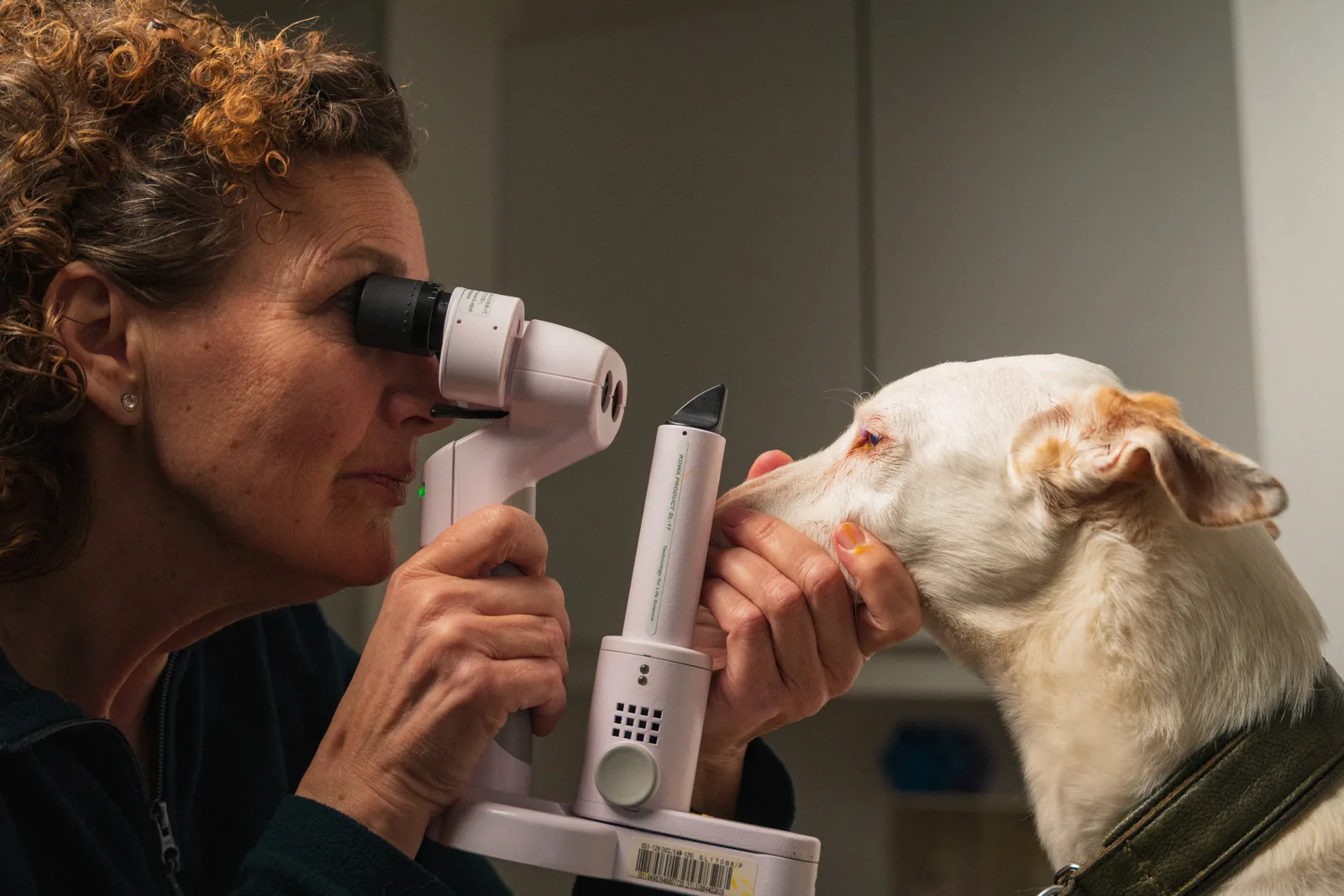 Tierärztin untersucht die Augen eines Hundes mit dem Ophthalmoskop