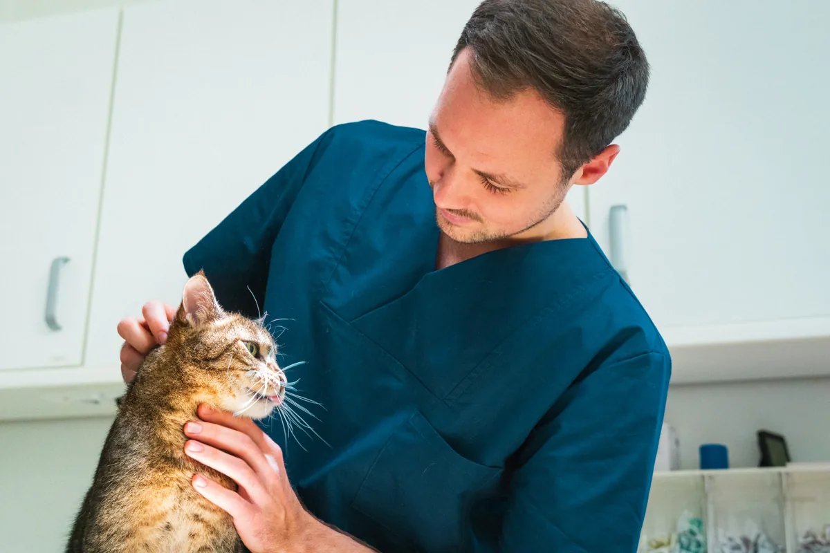 Tierarzt beruhigt eine Katze auf dem Behandlungstisch der Tierarztpraxis an der Elbe in Wedel