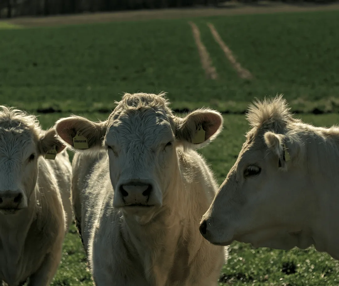 Where Science Meets Animal Care