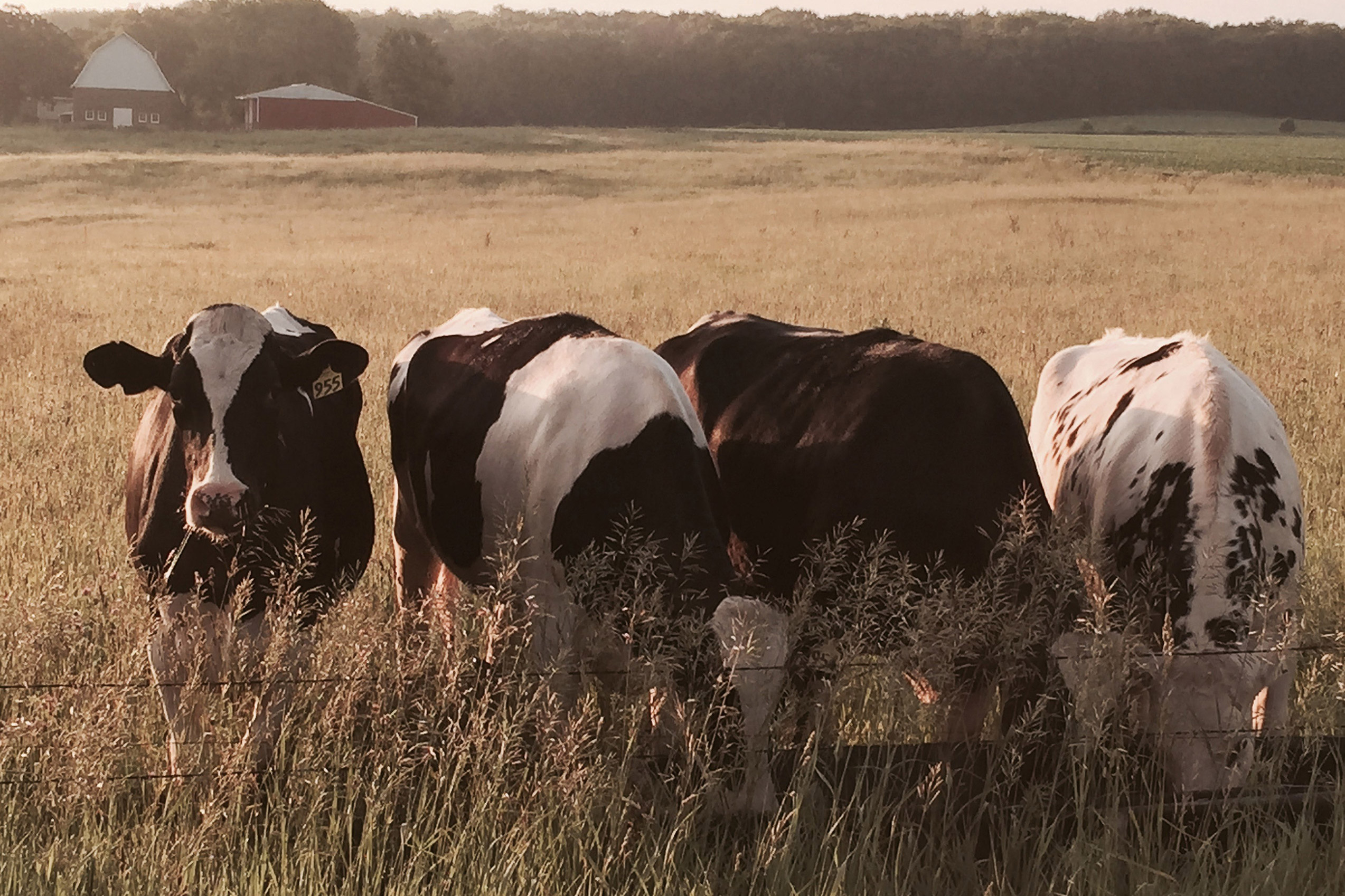 Transition Cows and Heat Stress – Tools For Success