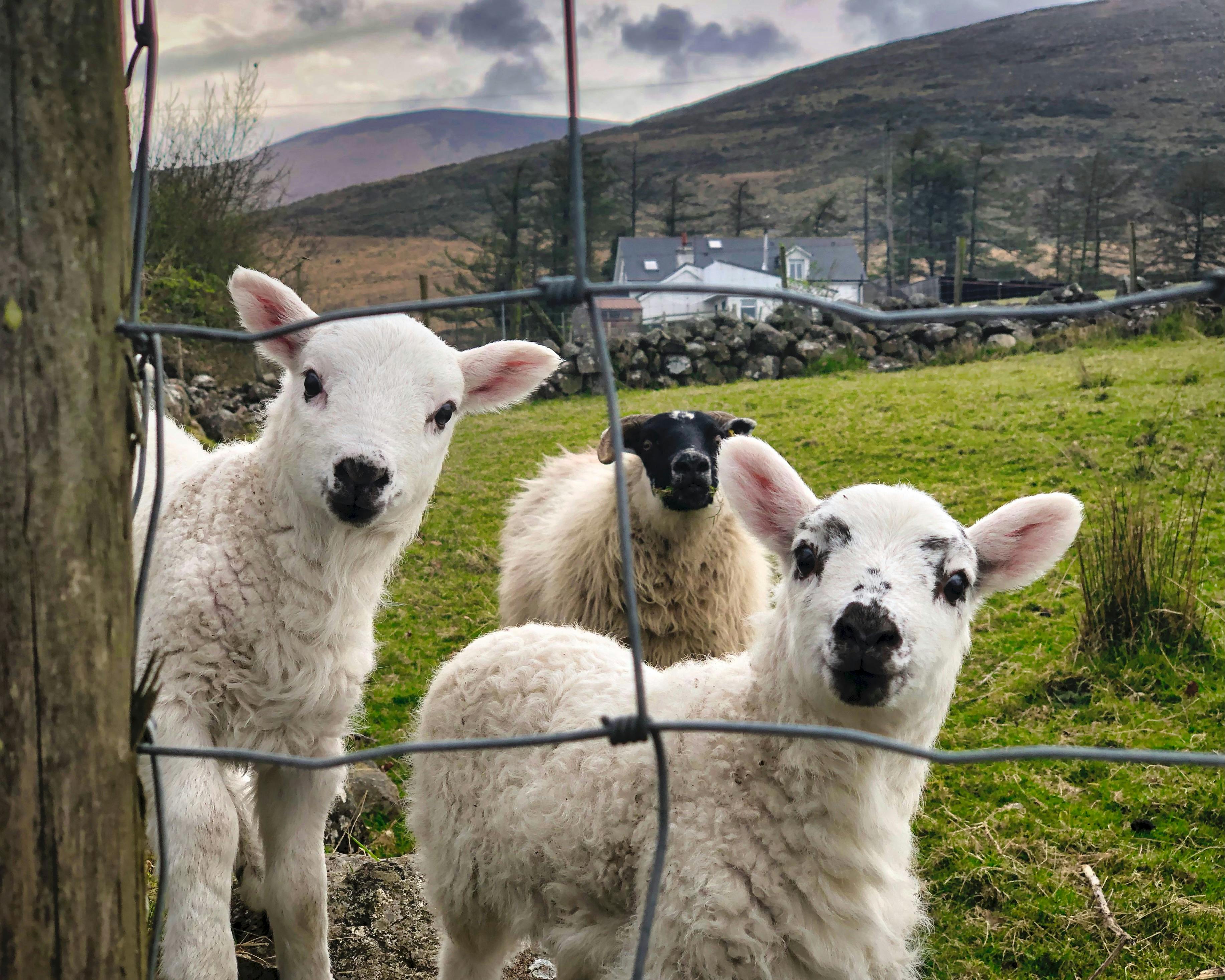Three sheep behind a wire fence on green pasture with houses and hills in the background.