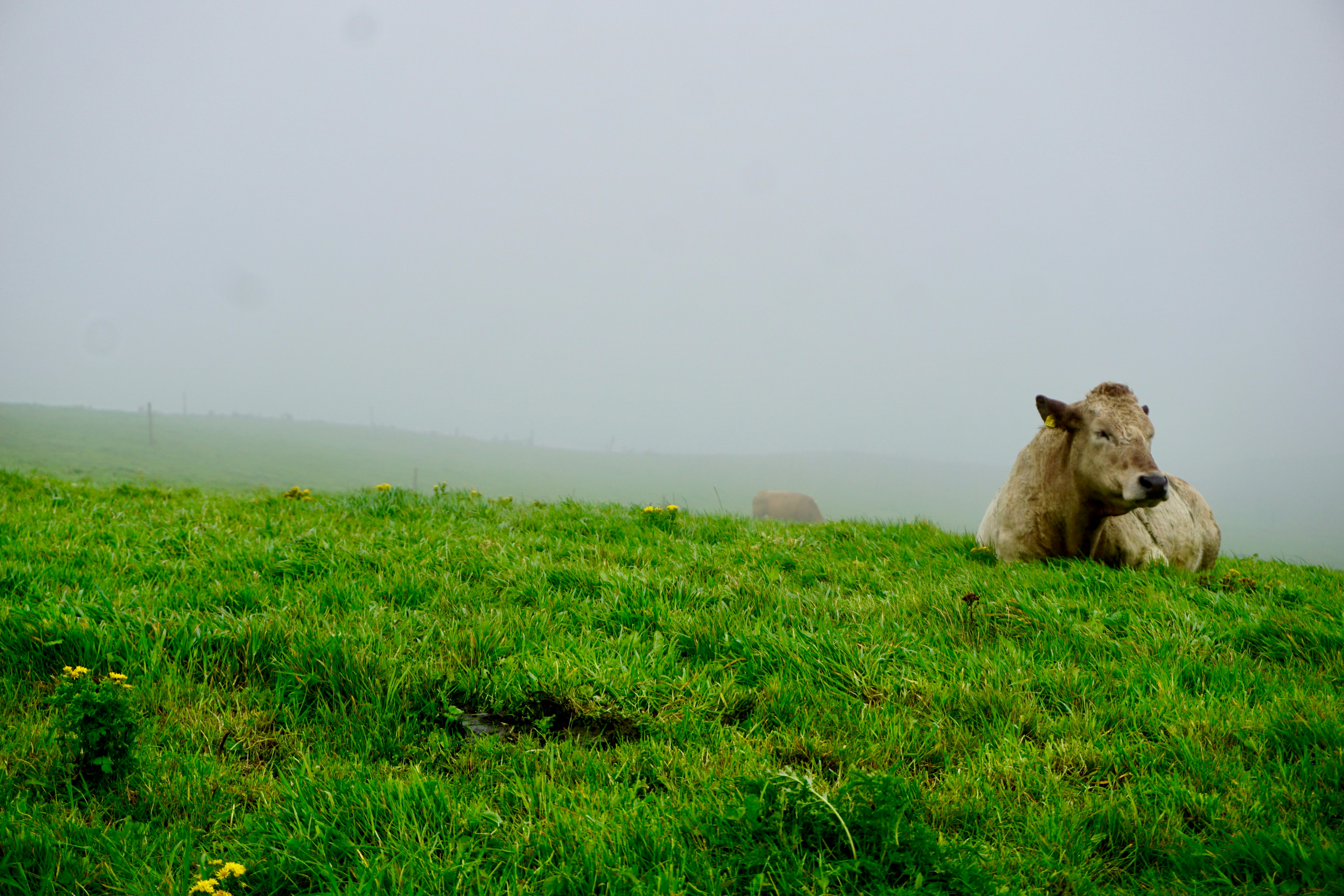 Brown cow resting on lush green grass in a foggy field with a distant cow barely visible.