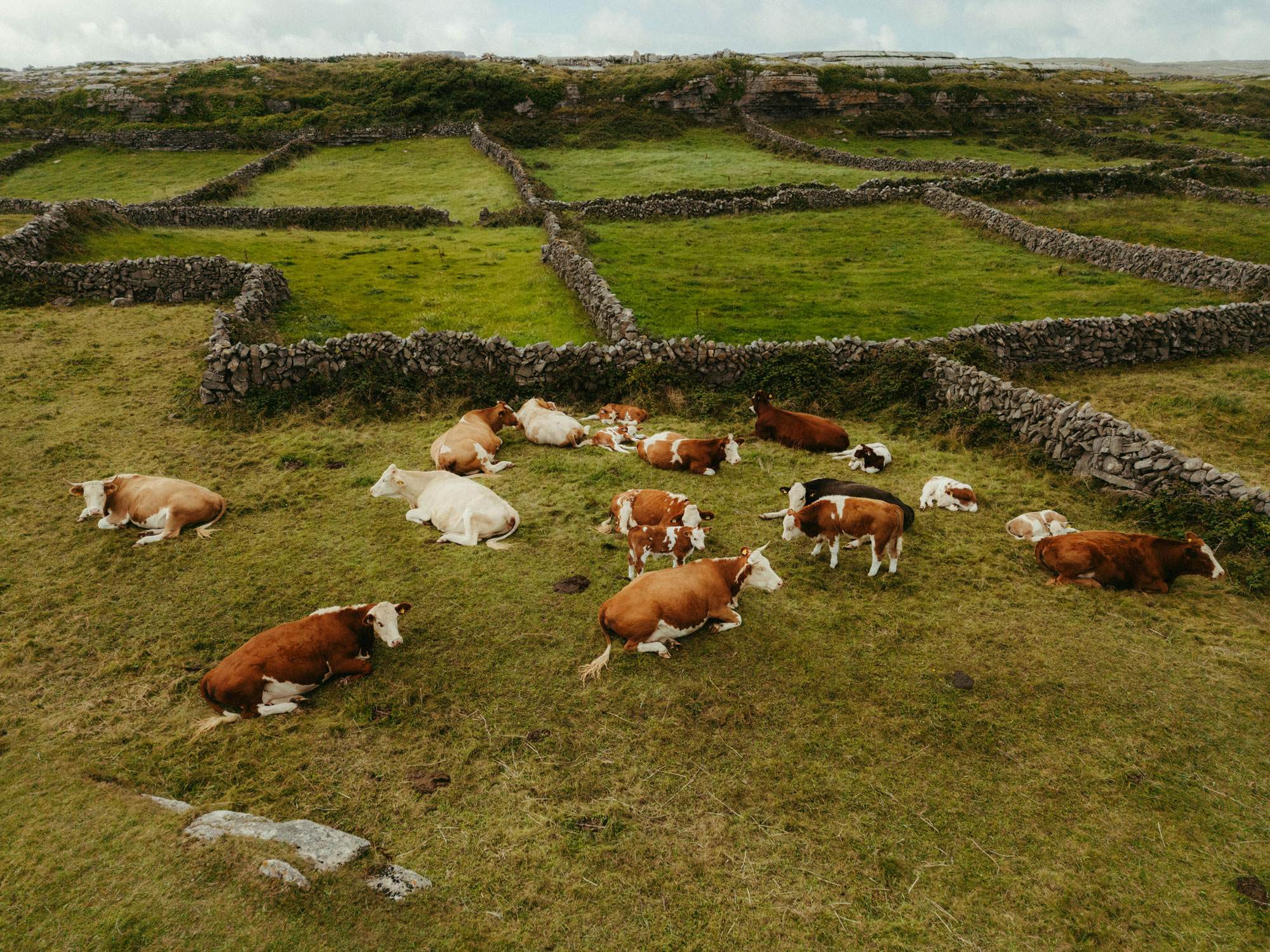 Cattle resting on grass in a fenced pasture with stone walls on a cloudy day.