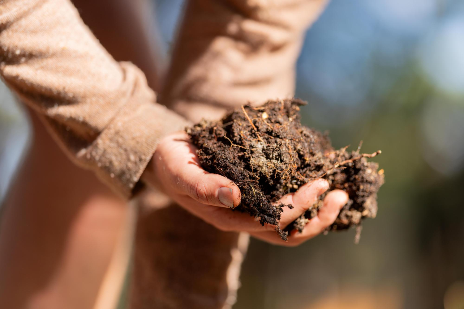 Person holding a handful of rich, dark soil with small roots outdoors in sunlight.