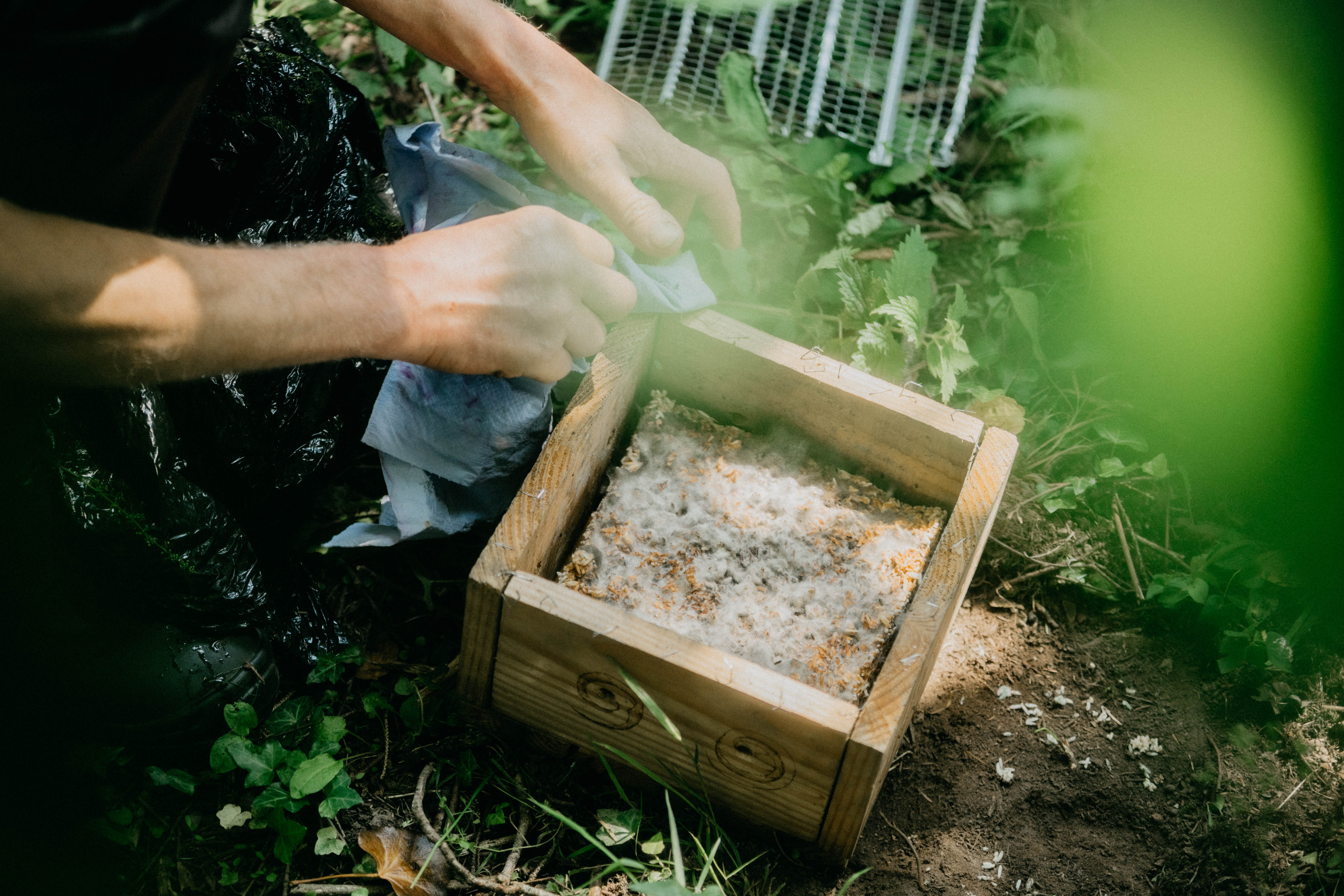 Hands tending to a wooden box with white mold growth outdoors among green plants and soil.