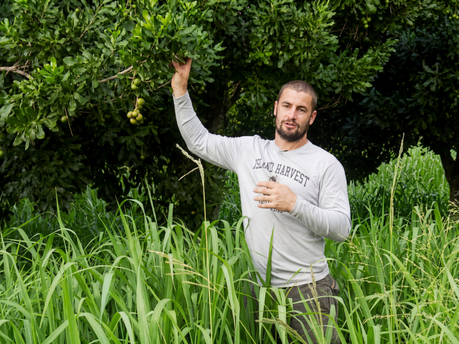 Man in a gray 'Island Harvest' shirt holding green fruit on a tree in tall grass outdoors.