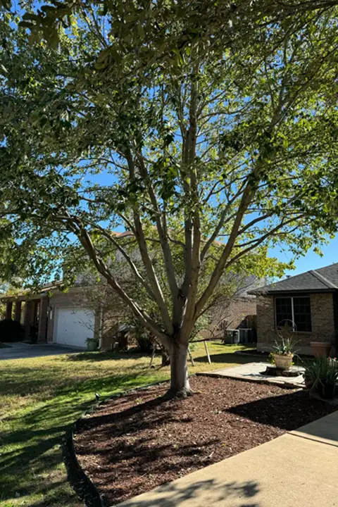 A large tree with green leaves stands in the front yard of a residential house. The house is partially visible, with a garage and a small porch. The ground is covered with mulch, and the sky is clear and blue.