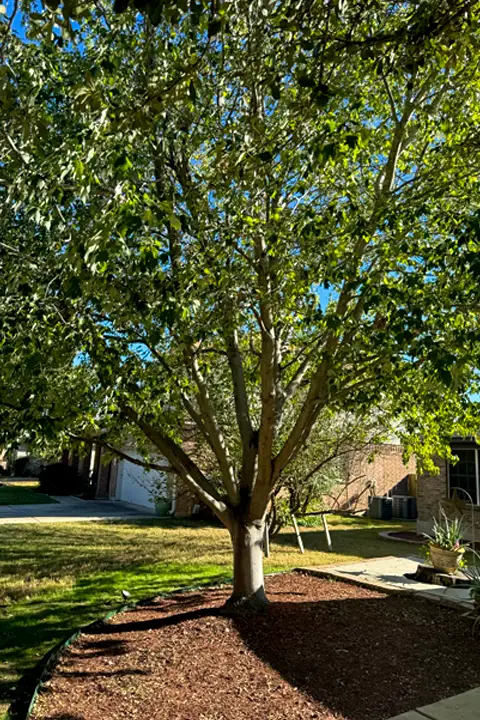 A large tree with a thick trunk stands in a yard, surrounded by a bed of mulch. Its branches spread wide, covered in lush green leaves. A house and driveway are visible in the background under a clear blue sky.