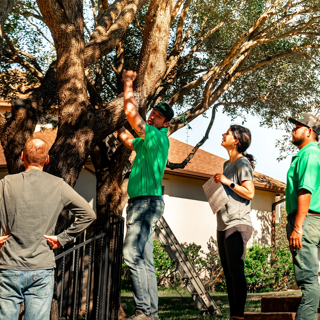 tree treatment & oak wilt treatment