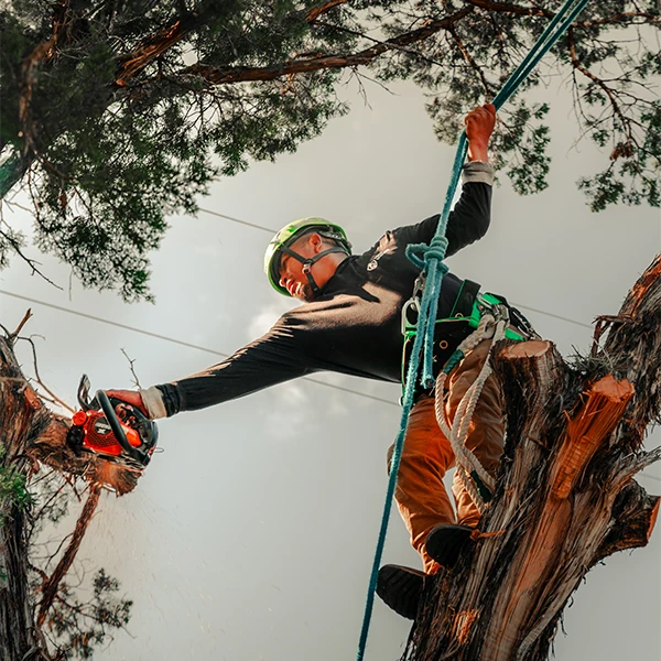 A tree climber using a saw to trim a tree in a customer's backyard in Austin, TX