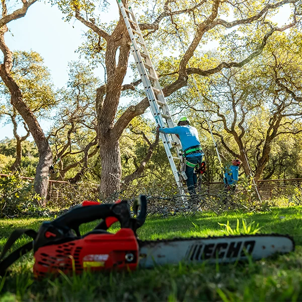 A tree climber using a saw to trim a tree in a customer's backyard in Austin, TX