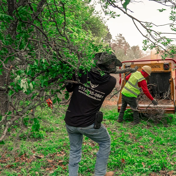 commercial tree services