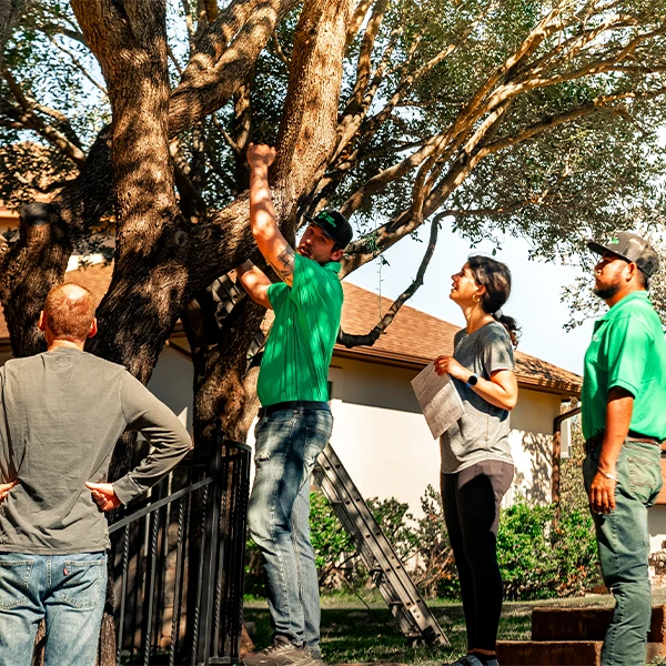 Tree Services Certified Arborist Inspects Trees