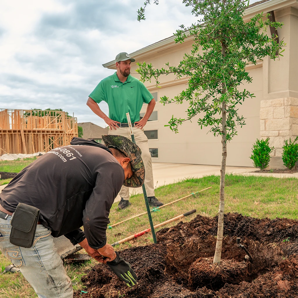 Tree Planting Services in Austin
