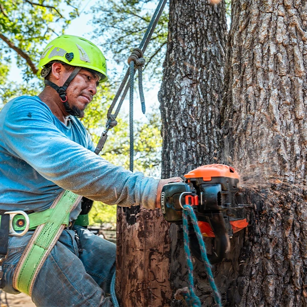 Tree Scouts Tree Removal Services