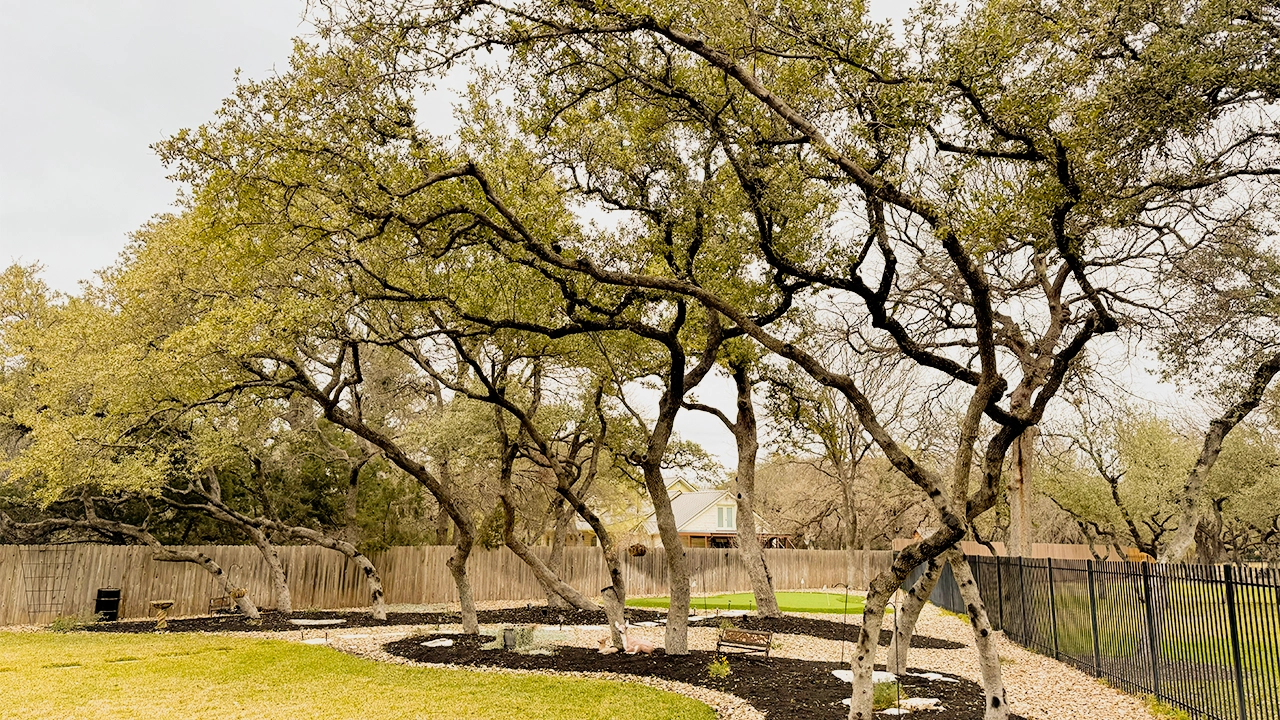 oak tree trimming in georgetown texas