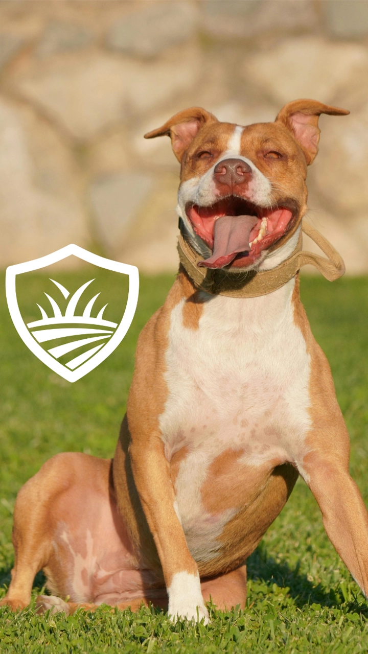 Lawn care services in leander and georgetown tx with a dog smiling in the front yard