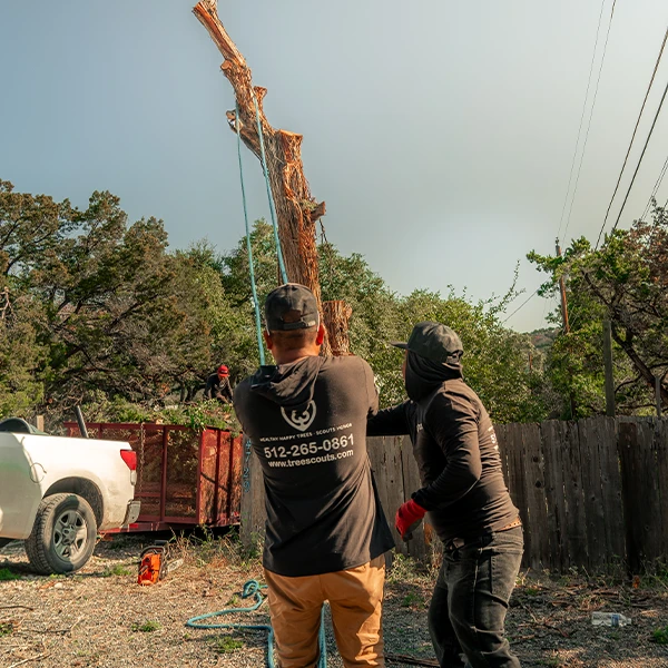 Tree trimming in Lakeway TX