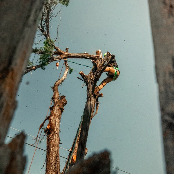 Tree trimming in Lakeway TX
