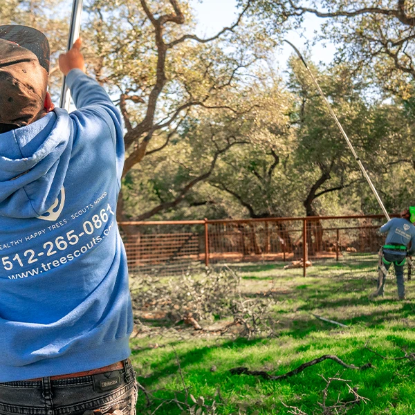 Tree trimming in Lakeway TX