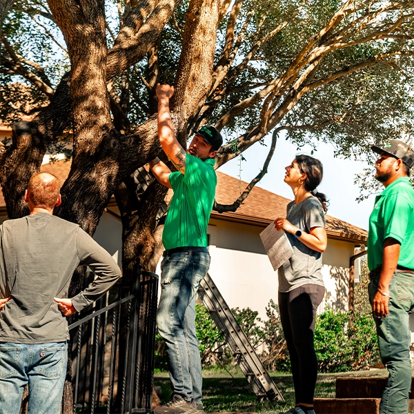 Tree trimming in Lakeway TX