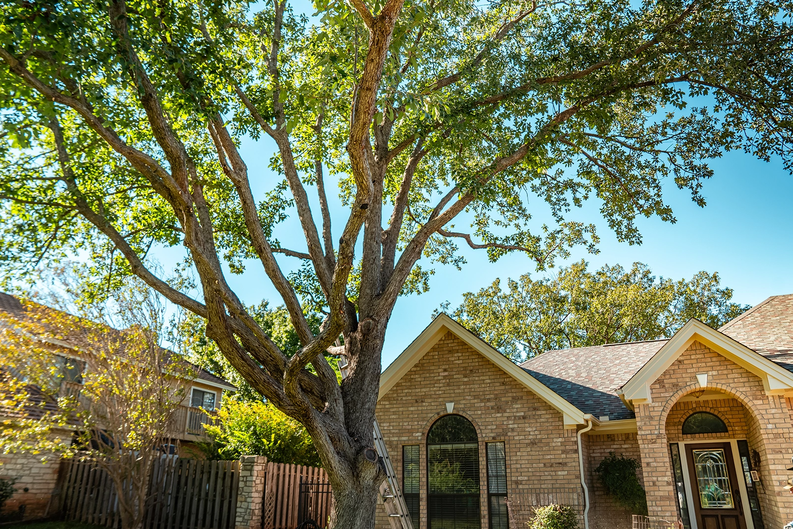 Steiner Ranch backyard tree trimming after cleanup showing restored structure—Tree Scouts Tree Service.