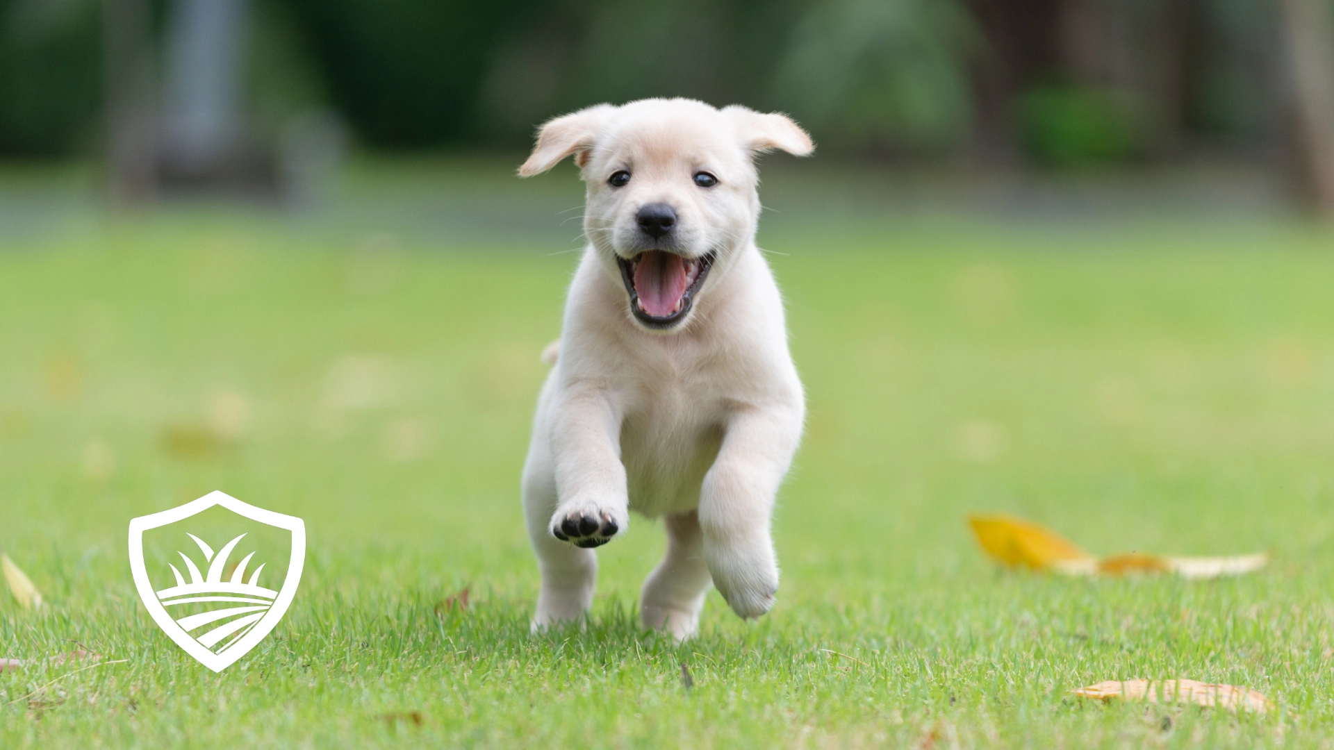Yard Scouts crew member performing pet waste removal in a Central Texas backyard