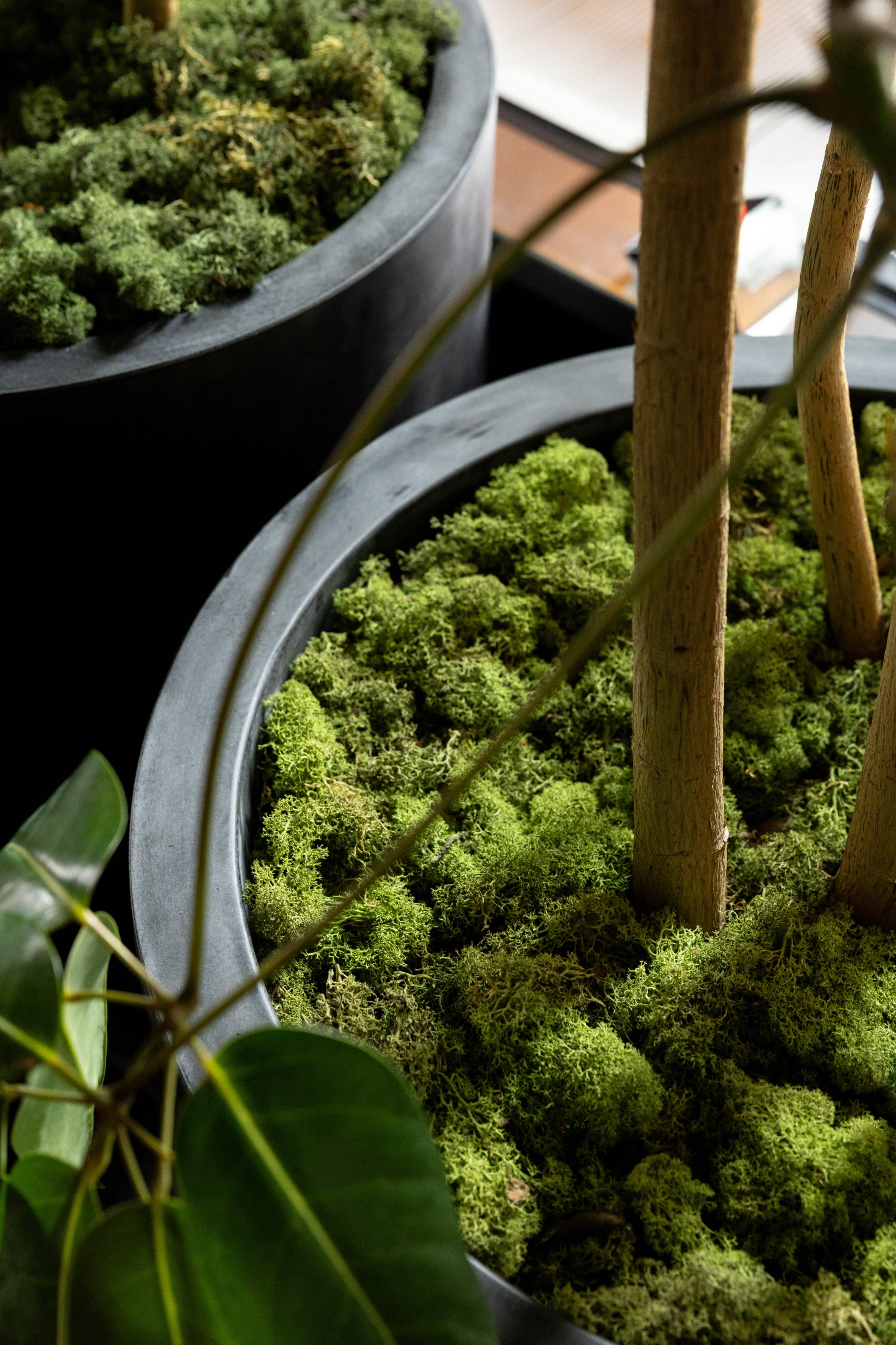 Moss wall installation at the NZICC