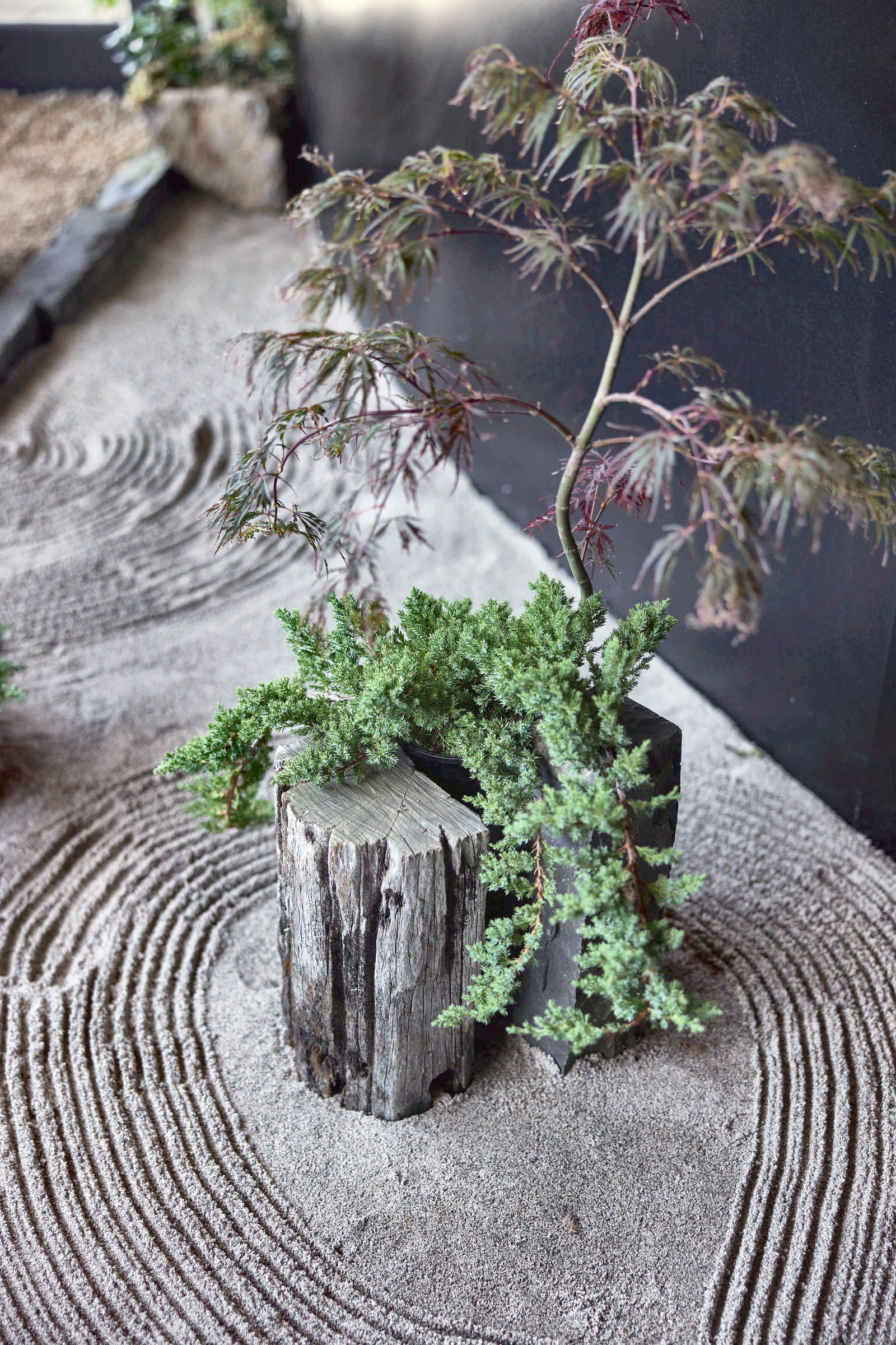 Fern planting detail in GreenAir's Auckland Design Week garden