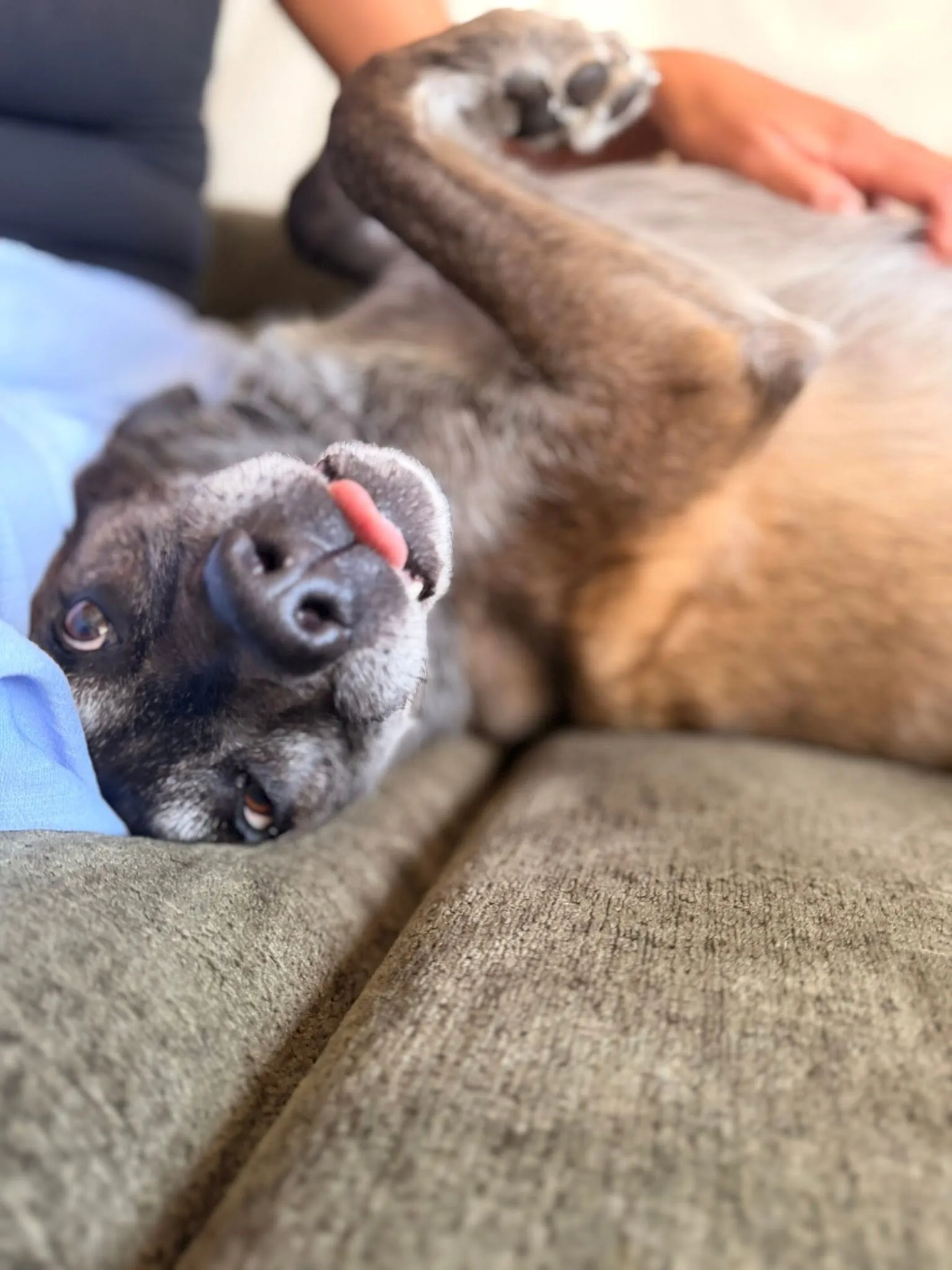 A dog relaxing on a couch