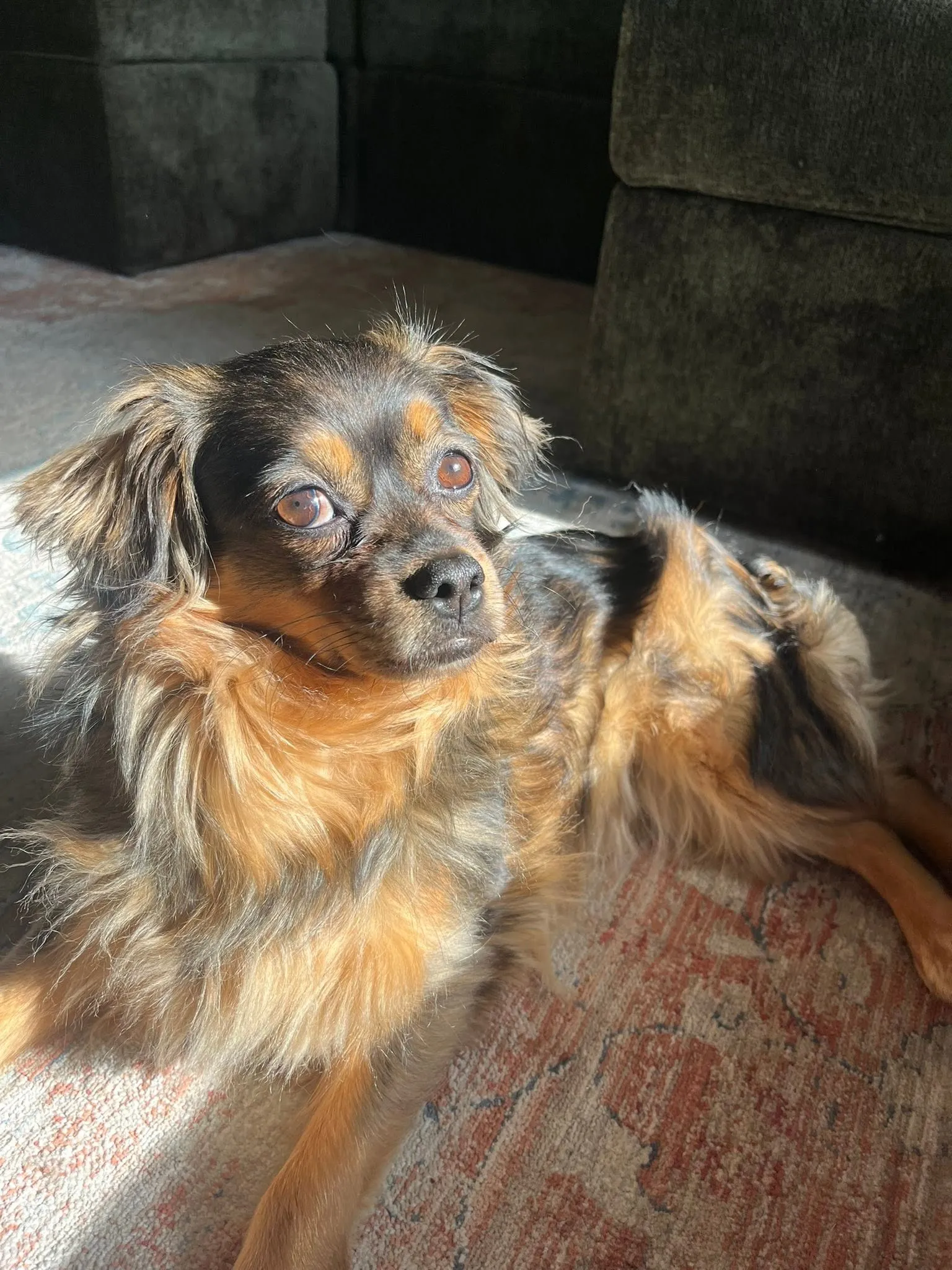 A small dog resting on a rug