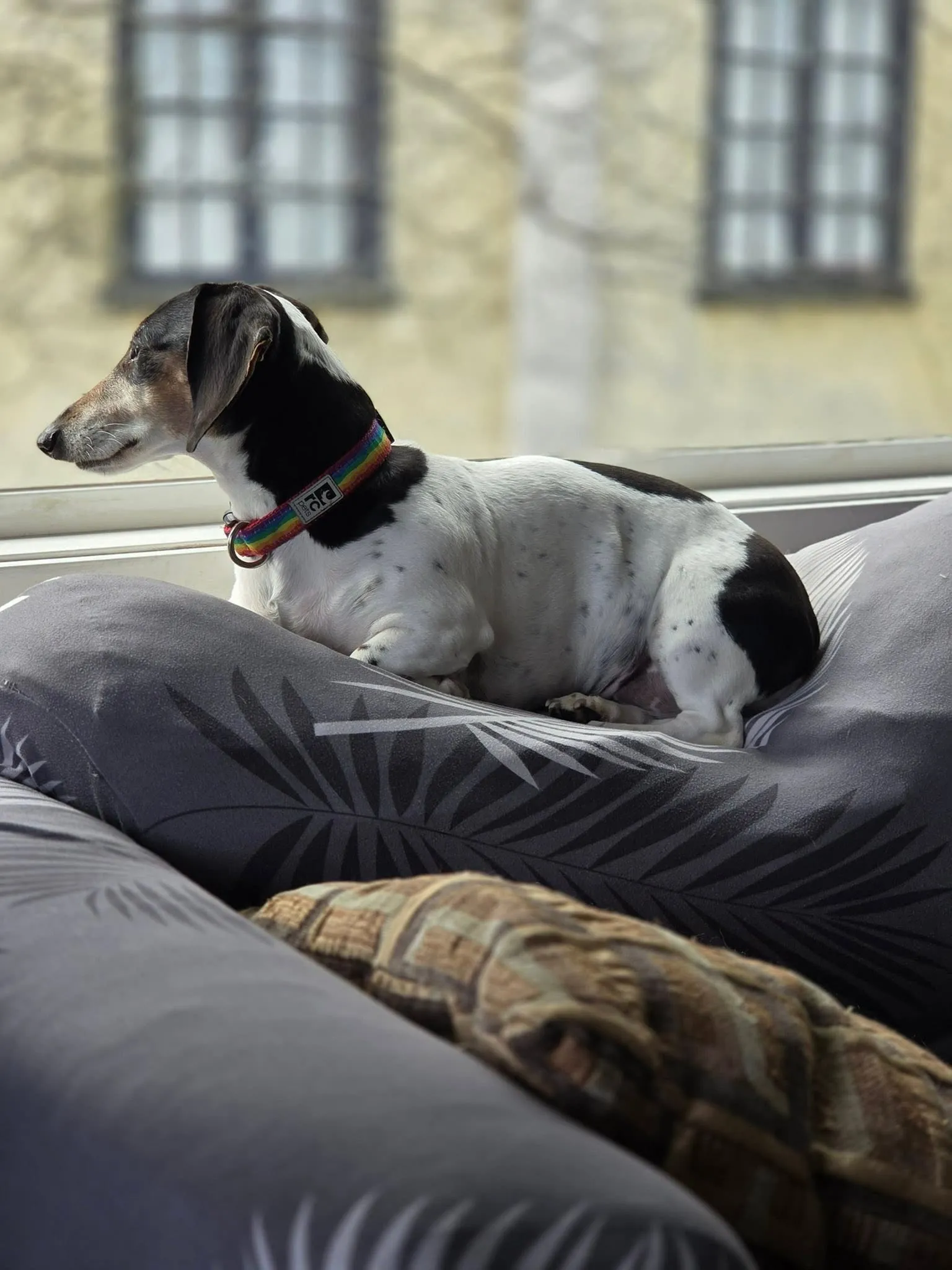 A dog resting comfortably beside a window
