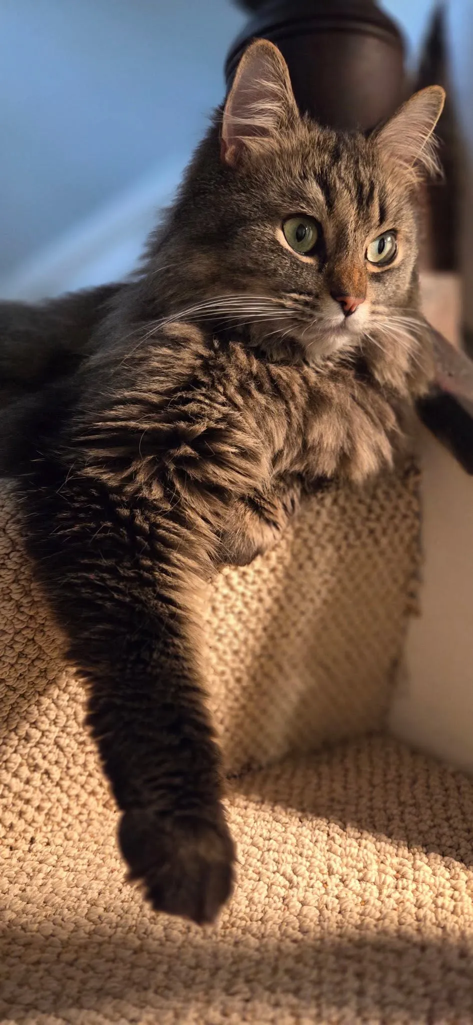 A tabby cat resting in the sunshine