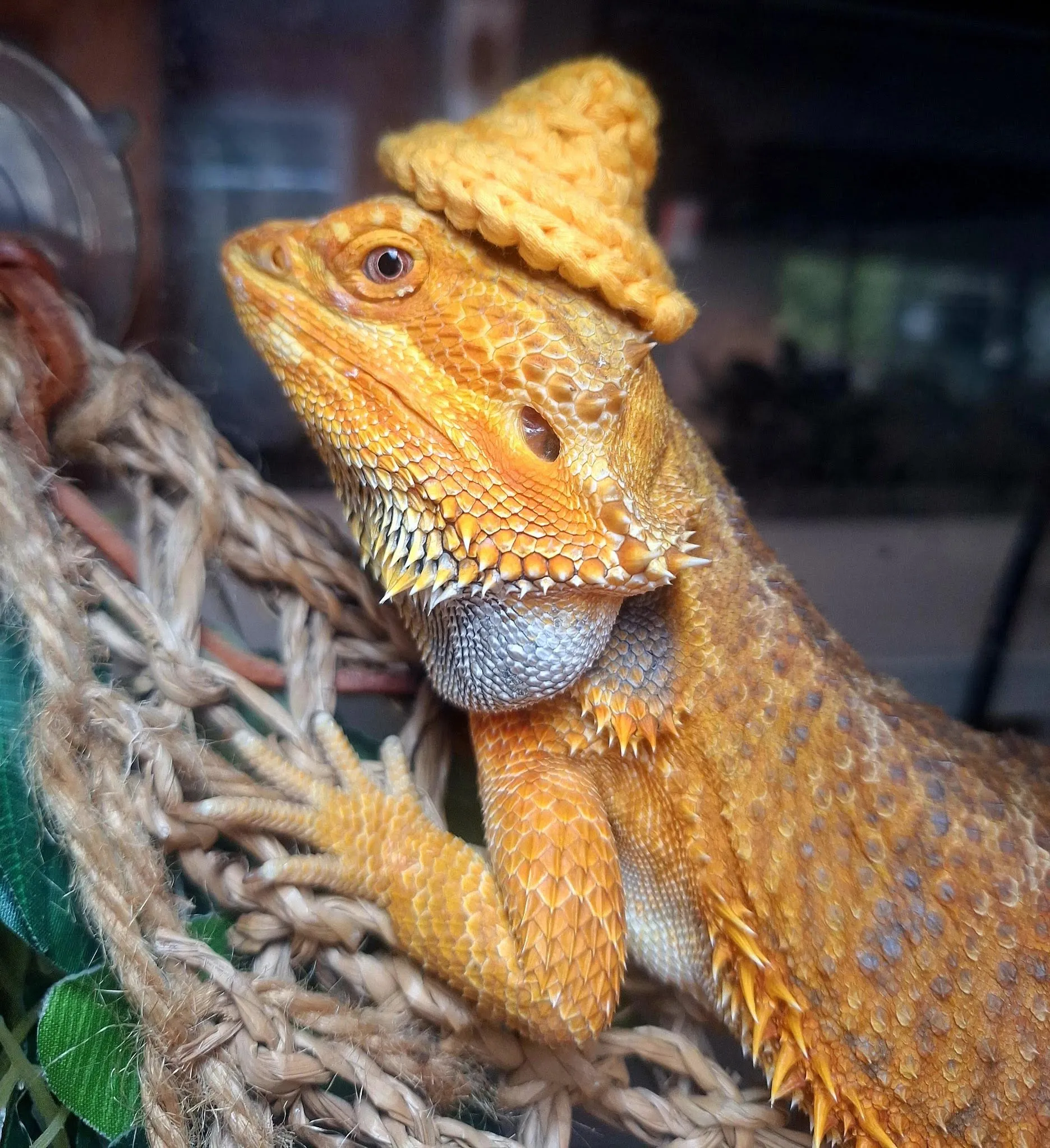 A bearded dragon wearing a tiny knitted hat