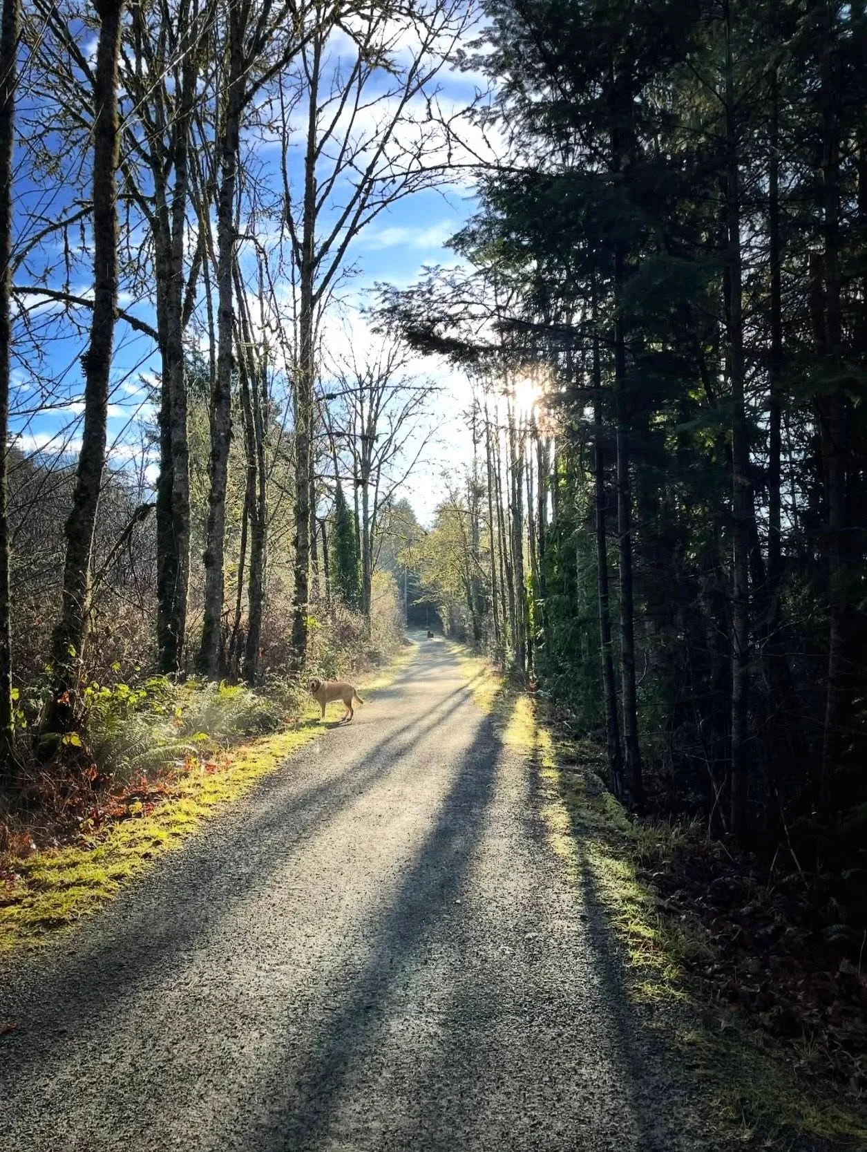 A dog on a sunlit forest path