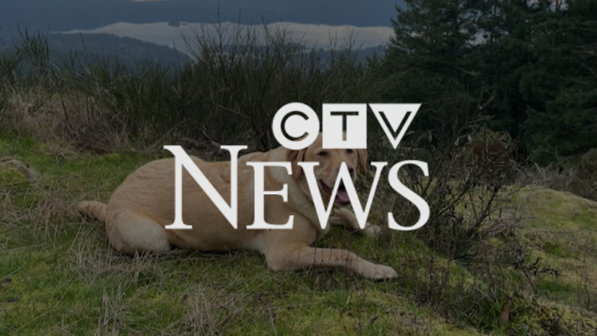 A yellow Labrador rests on a hillside in a still from CTV News coverage of Recovery Tails Society