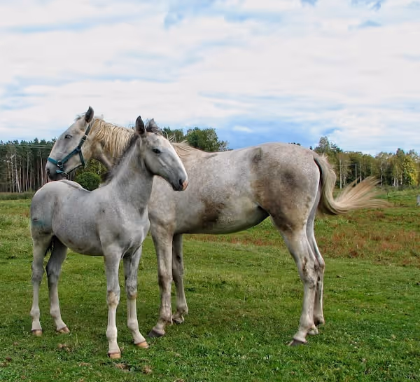 a couple of horses standing in a field