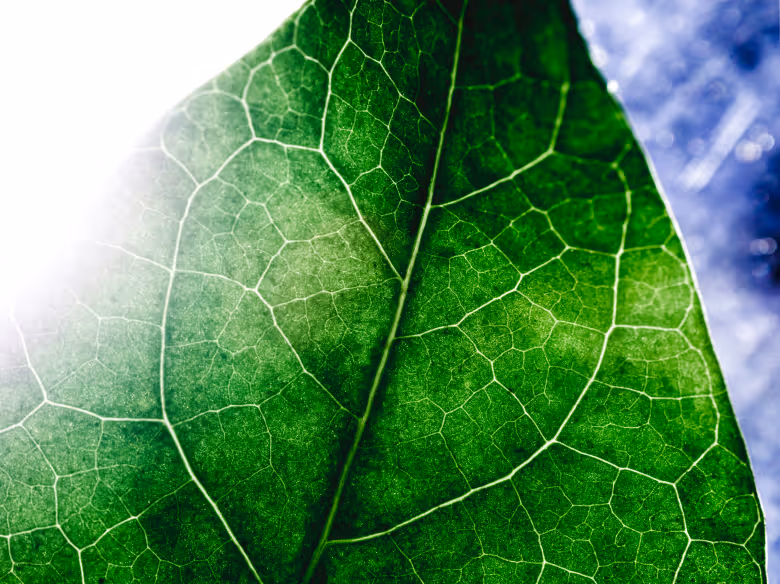 Carbon offset calculator