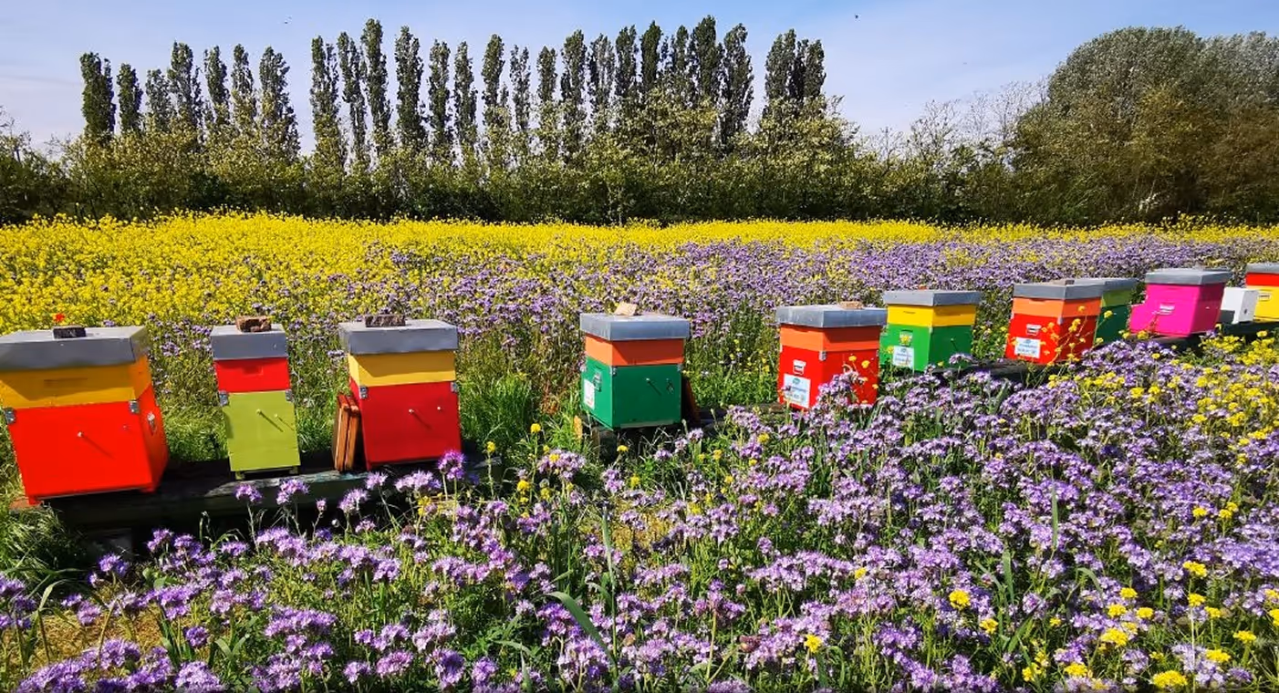 Saving Bees