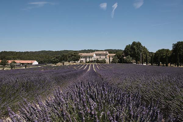 Vaste champ de lavande violette s'étendant vers un mas provençal sous un ciel bleu lumineux.