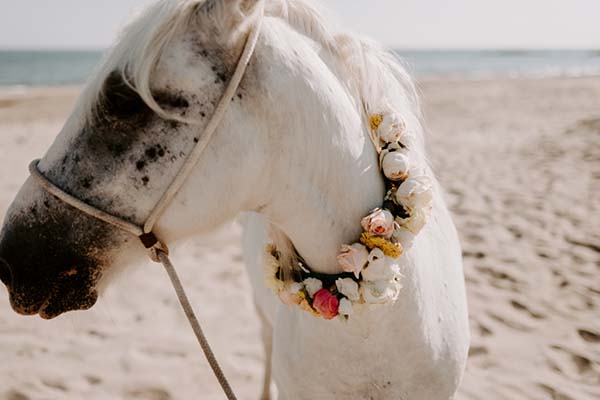 elopement-sauvage-romantique-camargue