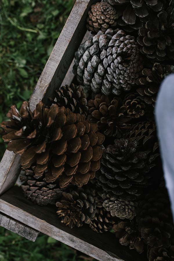 Un assortiment de conifères dans un contenant en bois, renforçant l'ambiance rustique et paisible d'un mariage en Rhône-Alpes.