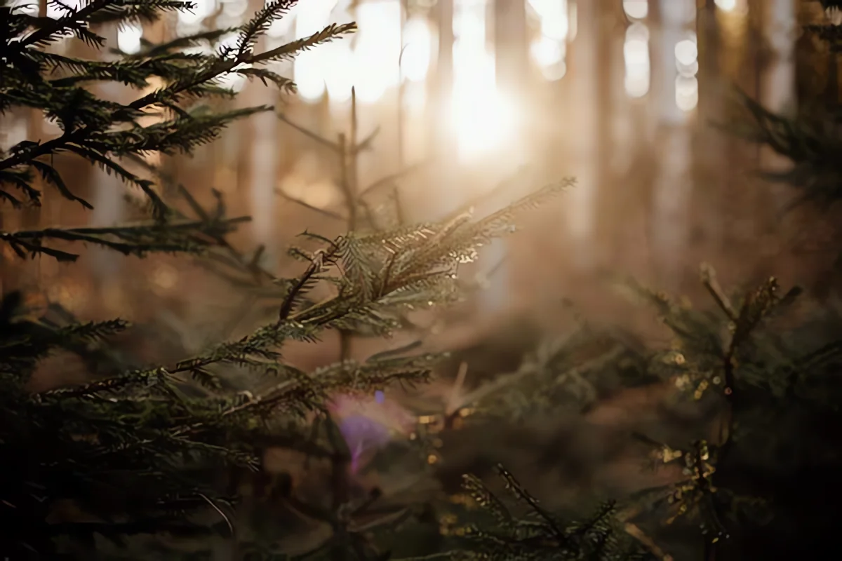 inspirations-mariage-hivernal-folk-foret