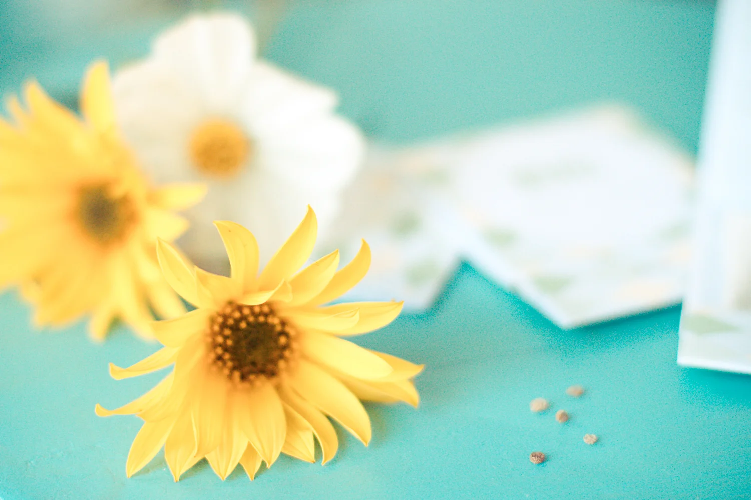 Fleurs jaunes et blanches posées sur un fond turquoise avec des cartes de remerciement floues.