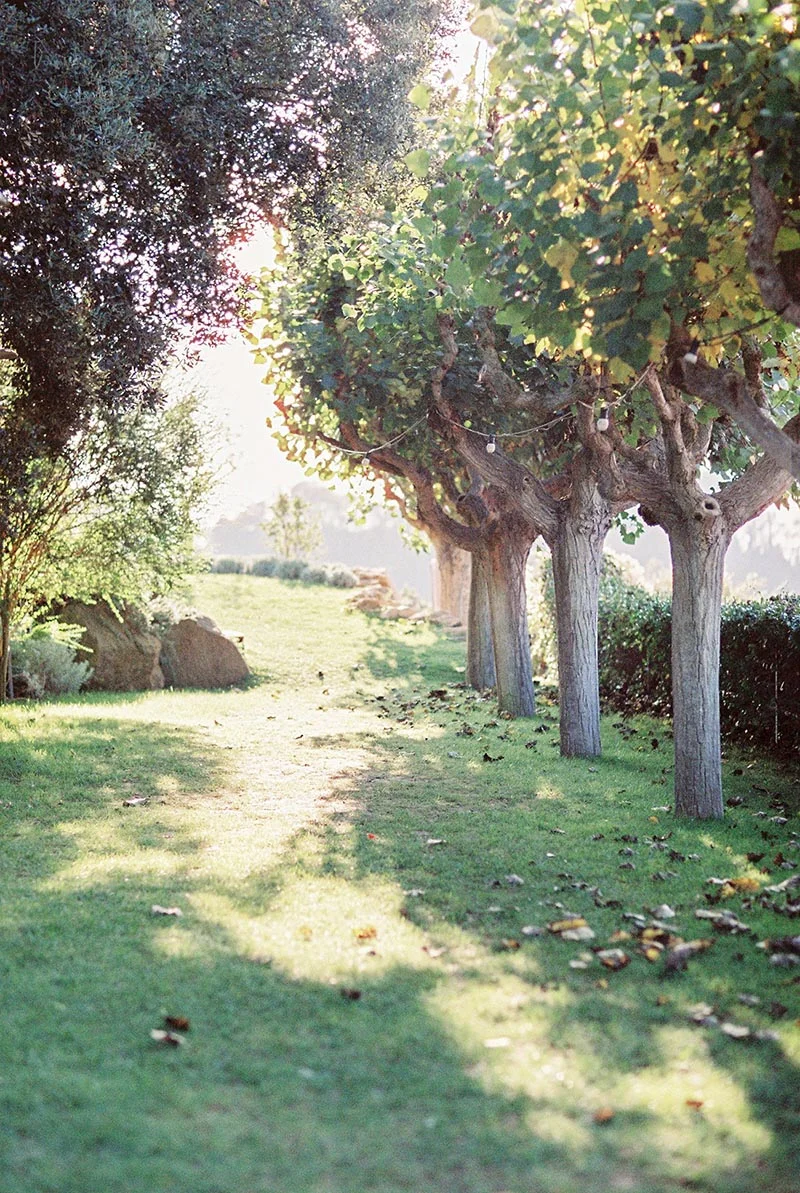 Allée herbeuse et ensoleillée bordée de platanes centenaires pour un mariage romantique en extérieur.