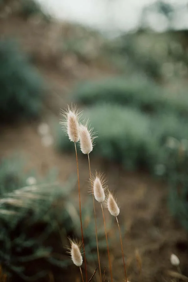 Élégantes plumes blanches dansant dans la brise, préfigurant l'élégance et la beauté du mariage en bord de mer au Pays de Loire.