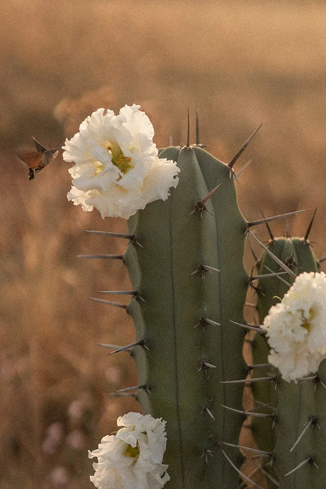 Une fleur blanche et majestueuse émerge du sommet d'un cactus, symbolisant l'harmonie et la beauté dans la vie.