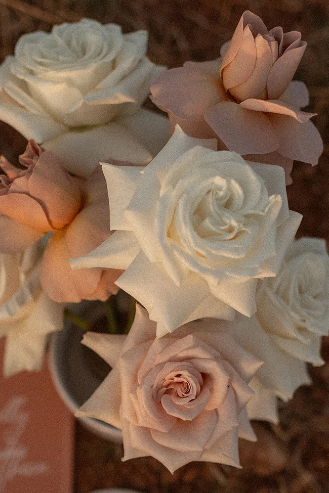 Magnifiques roses blanches et roses, éclairées par la lumière du coucher du soleil, créent un atmosphère romantique
