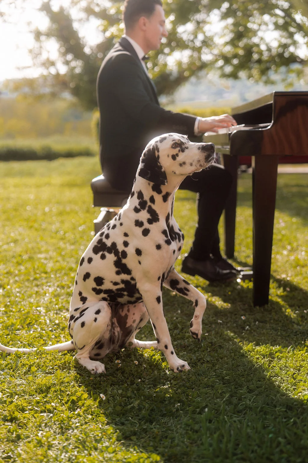 Un dalmatien assis sur l'herbe écoute un musicien en smoking jouer du piano lors d'une réception en plein air.