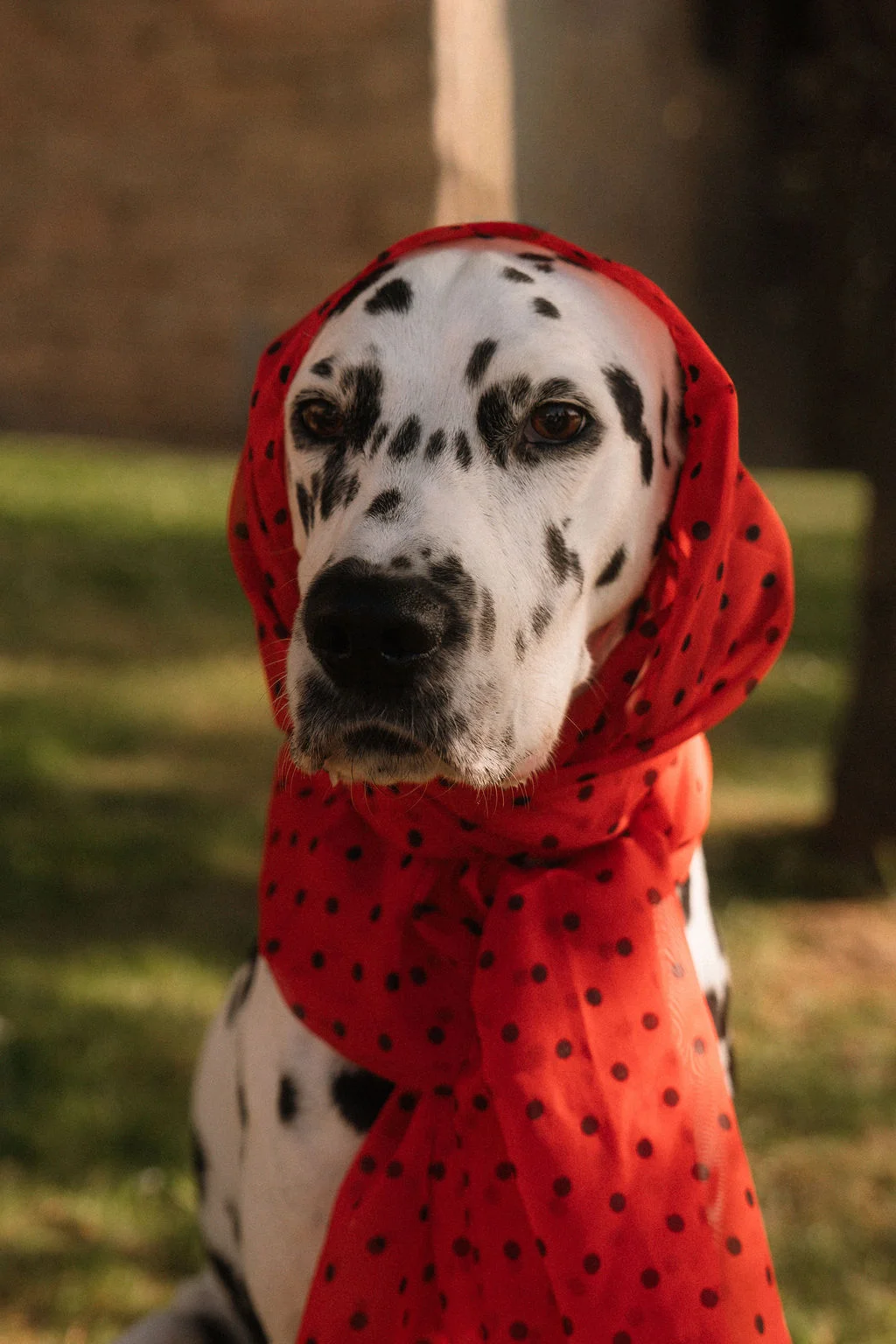 Un dalmatien portant un foulard rouge à pois noirs, assorti au thème Polka Cherry.